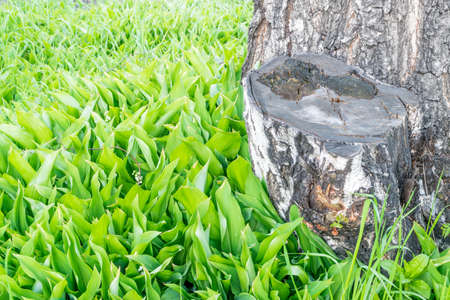 Thickets of Lily of the Valley Around the Old Tree. Natural Summer Backgroundの写真素材