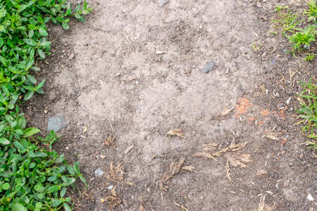 Wet soil background. Gray ground texture with green plantsの写真素材
