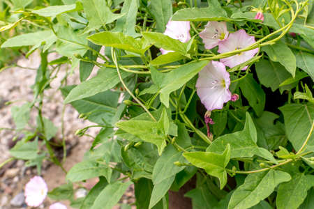 Convolvulus arvensis or field bindweed with space for text. Beautiful flowers of european bindweed or convolvulaceaeの写真素材