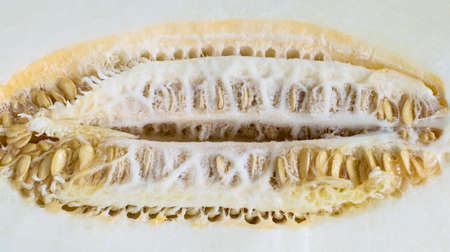 Half of oval melon with melon seeds close up top viewの写真素材