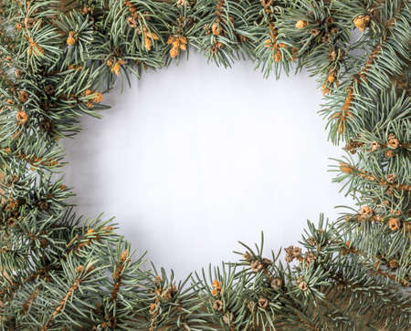 Christmas Tree Background with Natural Colorado Blue Spruce Twigs. Lush Coniferous Frameの写真素材