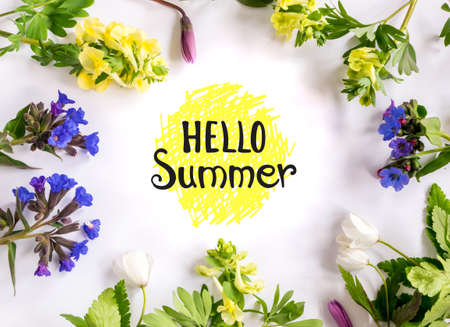 Beautiful Spring Yellow Corydalis and Nemorosa Flowers on White Background. Fresh Forest Primrosesの写真素材