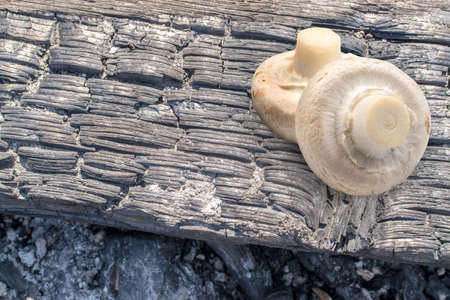 White Whole Champignons on Dark Burnt Wooden Backgroundの写真素材