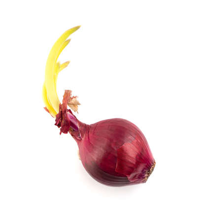 Whole Sweet Red Onion Isolated on White Backgroundの写真素材