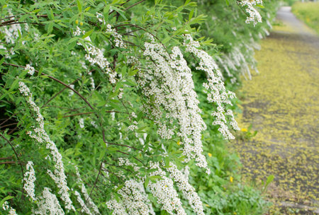 White Spiraea Thunbergii Bush or Thunberg Meadowsweet. Beautiful Spring Flowers