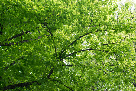Young Light Green Tree Leaves Illuminated by the Sun. Beautiful Natural Spring Background