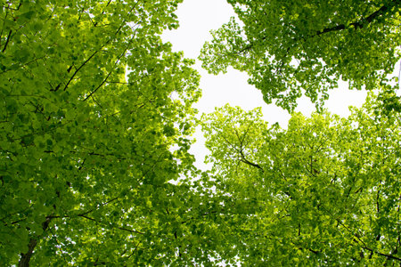 Young Light Green Tree Leaves Illuminated by the Sun. Beautiful Natural Spring Background