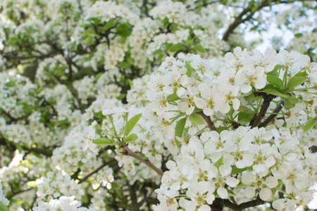 Beautiful Cherry Flowers in Spring Garden. White Fruit Blossoms in Parkの写真素材