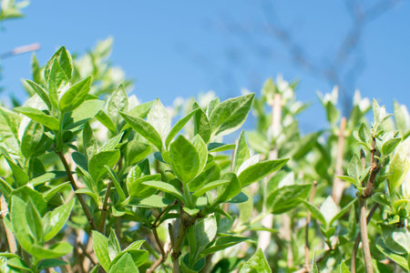 Young Light Green Leaves Illuminated by Sun. Beautiful Natural Spring Background