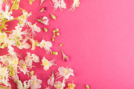 Beautiful early spring garden flower background with blossoming light chestnut flowers flat lay and top view. Creative pastel paper card with place for textの写真素材