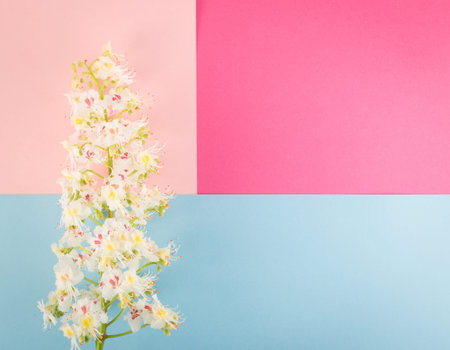 Beautiful early spring garden flower background with blossoming light chestnut flowers flat lay and...