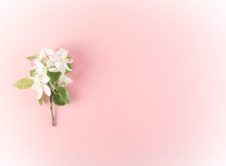 Beautiful early spring garden flower background with blossoming light pink apple flowers flat lay...