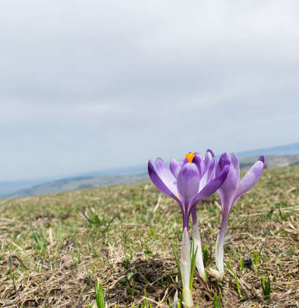 Wild Violet Croci or Crocus Sativus in Early Spring. Alpine Crocuses Blossom in Mountains. Spring landscapeの写真素材