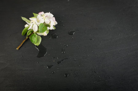 Beautiful early spring garden flower background with blossoming light pink apple flowers flat lay and top view. Creative black paper cardの写真素材