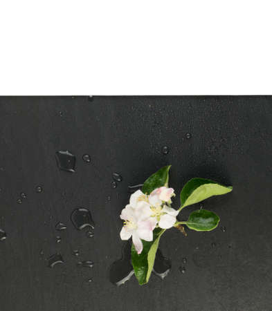 Beautiful early spring garden flower background with blossoming light pink apple flowers flat lay and top view. Creative black paper cardの写真素材