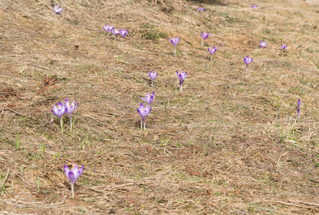 Wild Violet Croci or Crocus Sativus in Early Spring. Alpine Crocuses Blossom in Mountains. Spring...