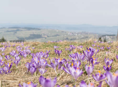 Wild Violet Croci or Crocus Sativus in Early Spring. Alpine Crocuses Blossom in Mountains. Spring landscapeの写真素材