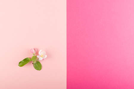 Beautiful early spring garden flower background with blossoming light pink apple flowers flat lay and top view. Creative pastel paper card with place for textの写真素材
