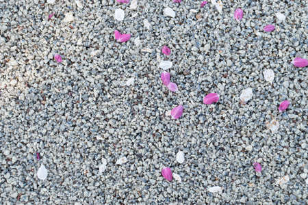 Pink and White Petals on Road Backgroundの写真素材