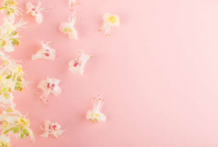 Beautiful early spring garden flower background with blossoming light chestnut flowers flat lay and top view. Creative pastel paper card with place for textの写真素材