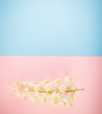Beautiful early spring garden flower background with blossoming light chestnut flowers flat lay and...