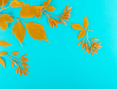 Early spring maple background flat lay and top view. Creative pastel paper card with place for textの写真素材