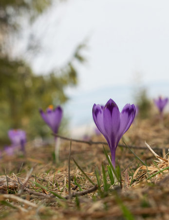 Wild Violet Croci or Crocus Sativus in Early Spring. Alpine Crocuses Blossom in Mountains. Spring landscapeの写真素材