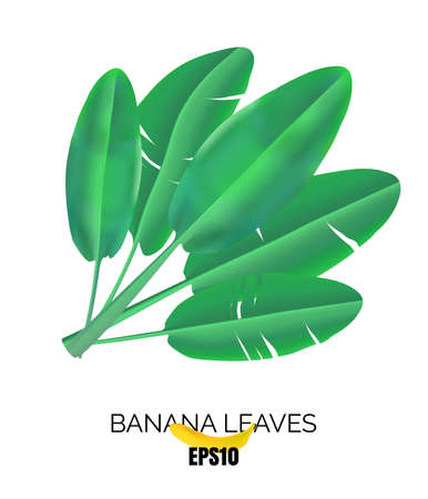 Green tropical palm leaves icon. Realistic banana leaf 3d illustration. Exotic jungle symbolのイラスト素材