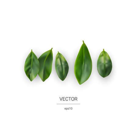 Realistic Leaf Icons Isolated. Set of Ficus Leaves on White Backgroundのイラスト素材