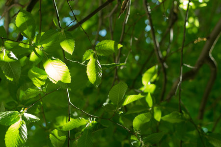Young Light Green Tree Leaves Illuminated by the Sun. Beautiful Natural Spring Background
