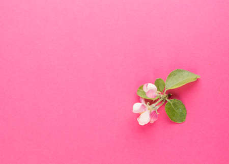 Beautiful early spring garden flower background with blossoming light pink apple flowers flat lay and top view. Creative pastel paper card with place for textの写真素材
