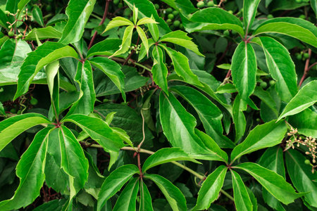 Lush green leaves background of virginia crepeper or victoria creeper. Beautiful garden foliage...
