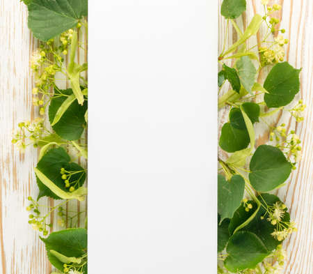 Linden Flowers on Wooden Background. Creative Summer Layout over Wood Table Texture. Tilia Blossom Flat Lay with Place for Textの写真素材
