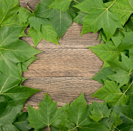 Green Lush Natural Background of Sycamore Leaves. Maple Leaves Frame Flat Lay. Beautiful Garden...
