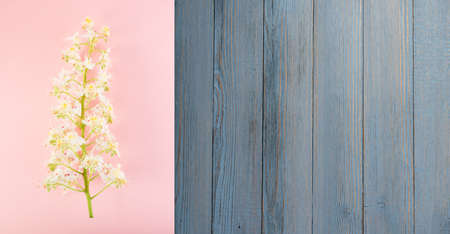 Beautiful pink flower background with blossoming light chestnut flowers flat lay and top view. Creative pastel paper card with place for textの写真素材