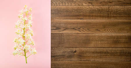 Beautiful pink flower background with blossoming light chestnut flowers flat lay and top view. Creative pastel paper card with place for textの写真素材