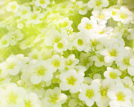 Beautiful Spring Flowers Background of Saxifraga Paniculata. White Mountain Saxifrage also known by Alpine Saxifrage or Encrusted saxifrageの写真素材