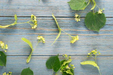 Linden Flowers Pattern on Wooden Background. Beautiful Summer Tilia Twigs over Wood Table Texture. Tilia Blossoms Top View and Flat Layの写真素材