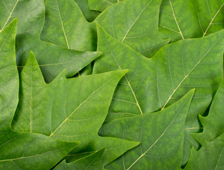 Green Lush Natural Background of Sycamore Leaves or Maple Leaves. Beautiful Garden Foliage Texture...