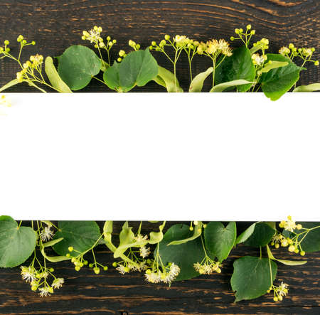 Linden Flowers on Wooden Background. Creative Summer Layout over Wood Table Texture. Tilia Blossom Flat Lay with Place for Textの写真素材