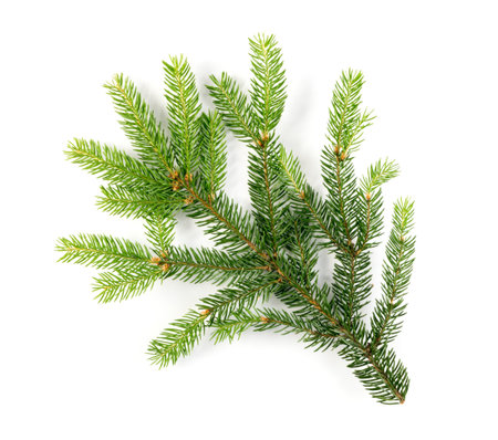 Natural Green Spruce Twig Isolated on White Background. Fir Branch Top View