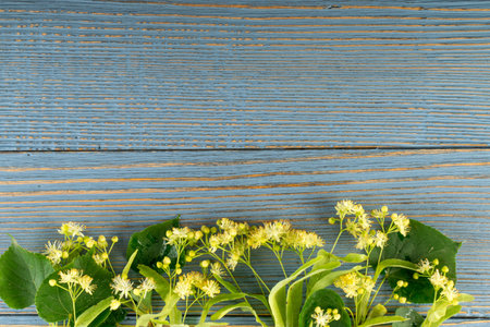 Linden Flowers on Wooden Background. Beautiful Summer Bouquet over Wood Table Texture. Tilia Blossom...