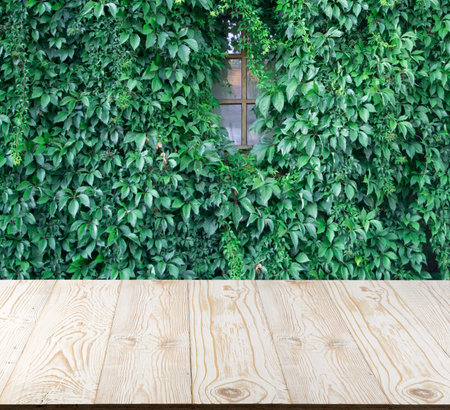 Wood table outside with lush green wall of hedera helix or creeper foliage in summer day. Ivy carpet...