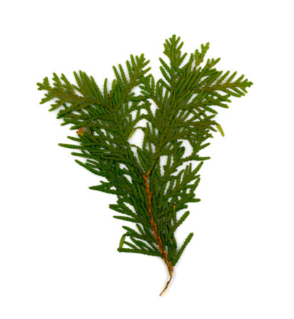 Dry flat thuja sprig isolated on white background flat lay and top view. Studio photo of...