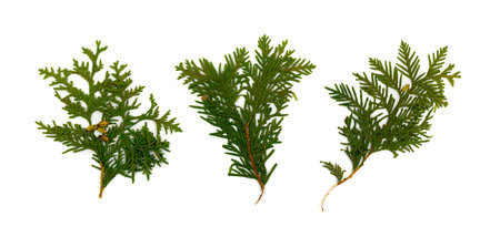 Dry flat thuja sprig isolated on white background flat lay and top view. Studio photo of...