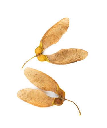 Dry maple tree seeds isolated on white background. Brown dried sycamore seeds top viewの写真素材