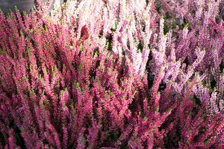 Artistically blurred photo with flowering heather plant, erica flower or gardener heather. Idyllic...