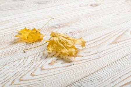 Beautiful dry maple leaf on white wooden background with place for text. Studio photo of yellow...