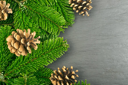 Natural green spruce twigs on natural black stone background. Macro photo of lush fir branches or...
