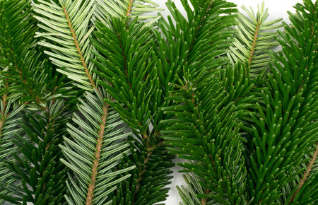 Natural green spruce twig on white background. Lush fir branches or pine twigs top view